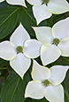 Dogwood II